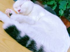 -猫小院猫主题咖啡厅(北锣店)