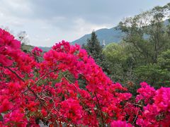 -深圳市中科院仙湖植物园