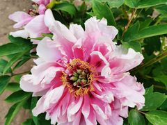 -黑龙江省森林植物园