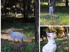 -森林公园(尖草坪区)