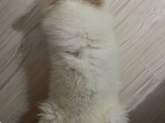-奈斯宠物医院·核磁CT·异宠专科·内镜(中南店)