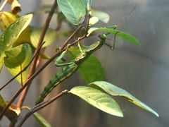 -上海大自然野生昆虫馆(东方明珠·爬宠昆虫探索中心)