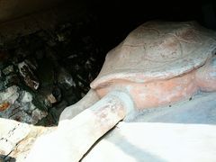 -上海佘山国家森林公园天马山园