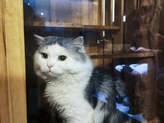 -Mr.Fox狐狸先生超级密室(南山店)
