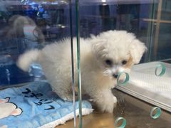 -FAELING PETS美天灵宠物(富力广场店)