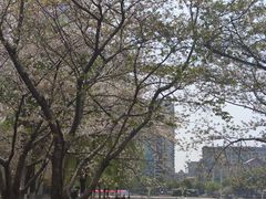 -西北湖绿化广场