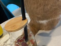 -遇见羊驼·奶狗咖·布偶猫咖·法斗柯基柴犬阿拉斯加(春熙路太古里IFS店)