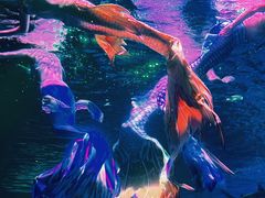 -海合安成都极地海洋公园