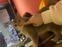 -猫色咖啡·猫咖