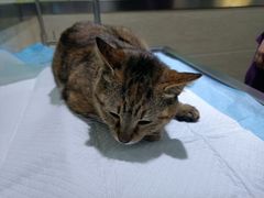 -暖阳宠物医院·犬猫康复中心·骨科