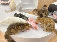 -COLOR PETS 撸猫馆·购猫·猫咖(长风大悦城店)