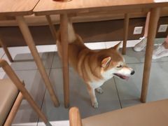 -柴务处·柴犬主题狗咖