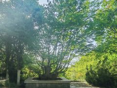 -佛慧山