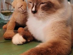 -喵喵咪呀布偶猫咖(春熙路店)