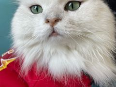 -猫在这儿猫咪咖啡馆·撸猫馆