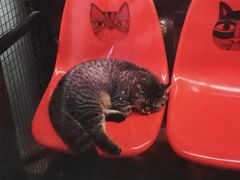 -猫咪博物馆(顶澳仔猫街店)