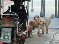 -陈家镇裕安农贸市场