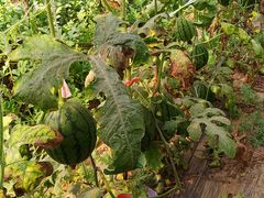 -庞各庄西瓜蔬菜采摘园·锦华瓜园