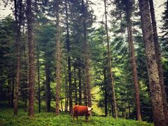 -硗碛藏寨·神木垒景区