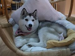 -Husky Go! 哈士奇体验馆·宠物咖啡厅狗咖