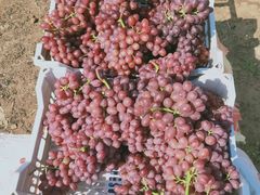 -东方鼎信农副产品交易中心