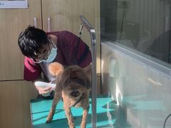 -美联众合爱康动物医院•复杂内科•肿瘤科•牙科•腔镜诊疗中心