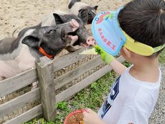 -前小桔亲子创意农场·草莓采摘·露营烧烤