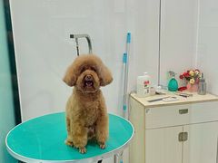 -博特宠物医院24h犬猫全科.骨科·异宠