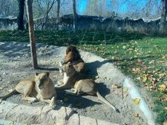 -北京野生动物园