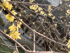 -江宁织造博物馆