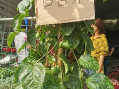 -金科花卉市场