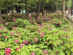-石家庄市植物园