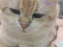 -BABIT巴比特宠物(MOMOPARK店)