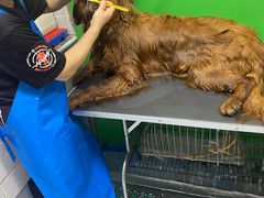 -A猫a狗全科·犬猫异宠·芥西宠物医院(南开总院)