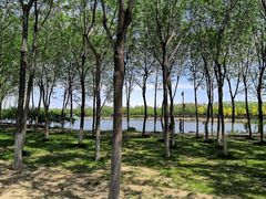 -大兴滨河森林公园