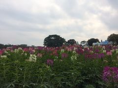 -松山湖梦幻百花洲