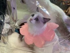 -肖肖酸萝卜鱼火锅(总店)