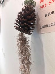 -苗方清颜·祛痘皮肤管理