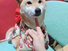 -猫色咖啡·猫咖