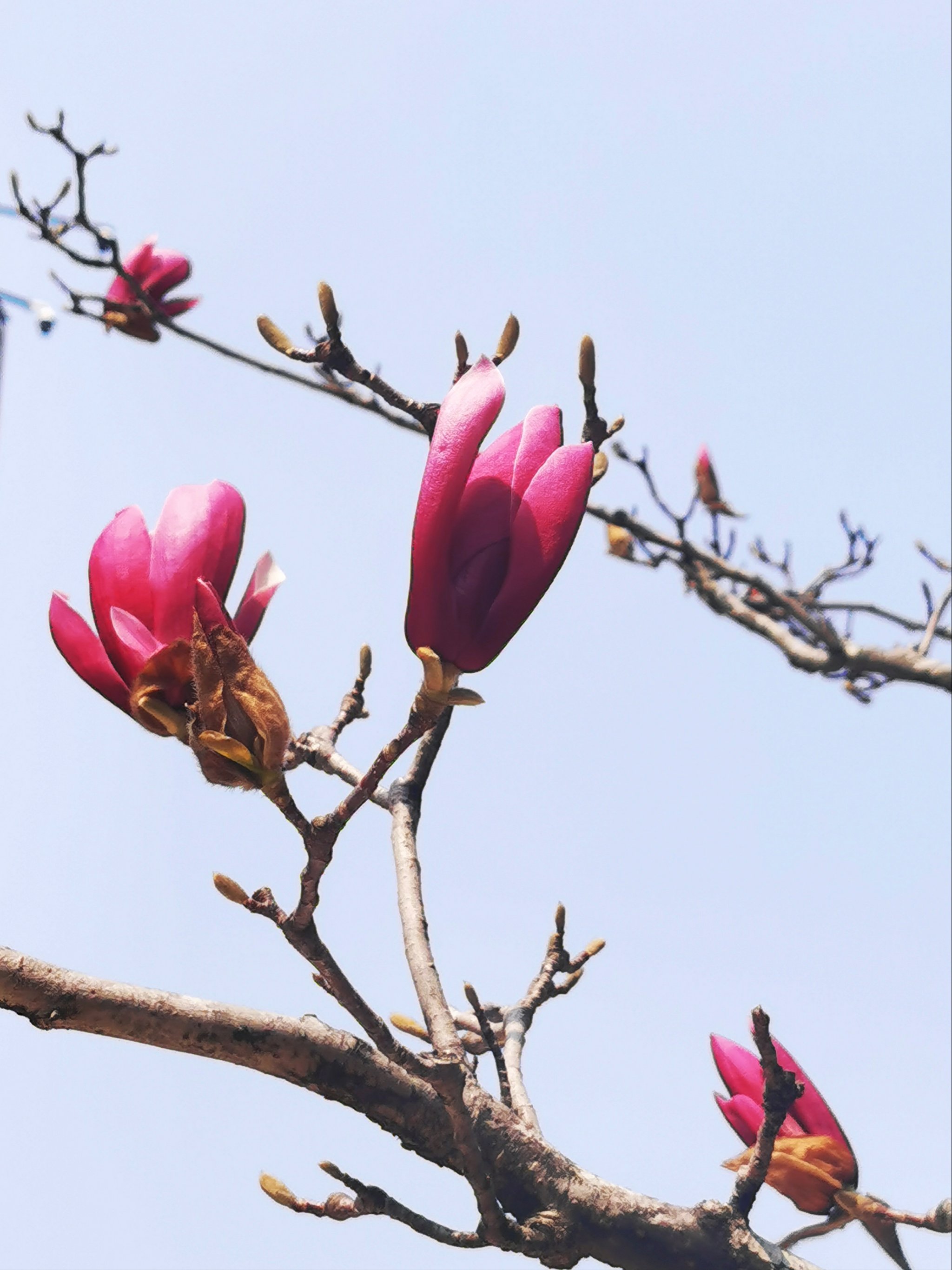 会开花的树唯美图片