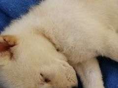 -柴犬小屋·柴餐厅·狗咖食堂(金鼎广场店)