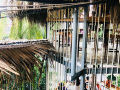 -Rainforest