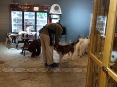 -more than meow吴止猫主题餐厅(承德 中船汇店)