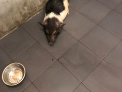 -三肥两瘦烤肉(鹿城店)