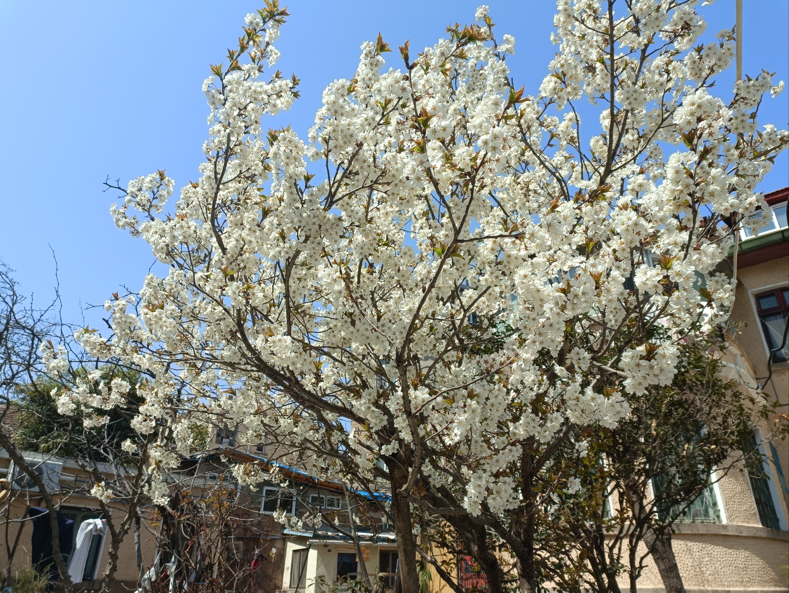 满树梨花开图片