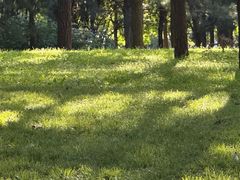 -大望京公园