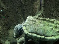 -太平洋海底世界