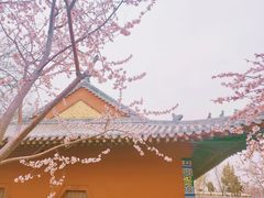 -桃花堤公园