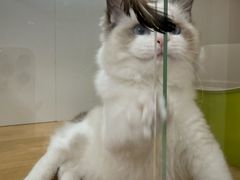 -青奢宠物·青奢猫舍