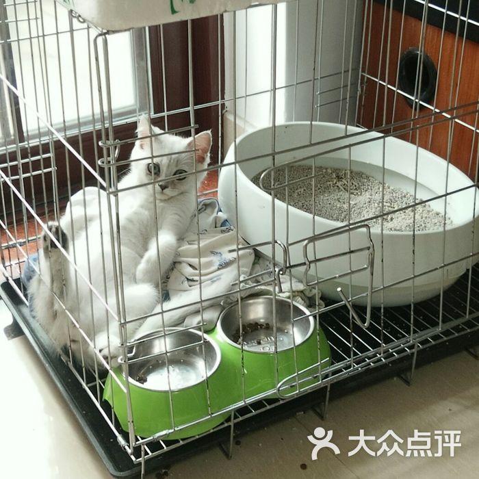 亮亮猫舍图片-北京宠物店-大众点评网